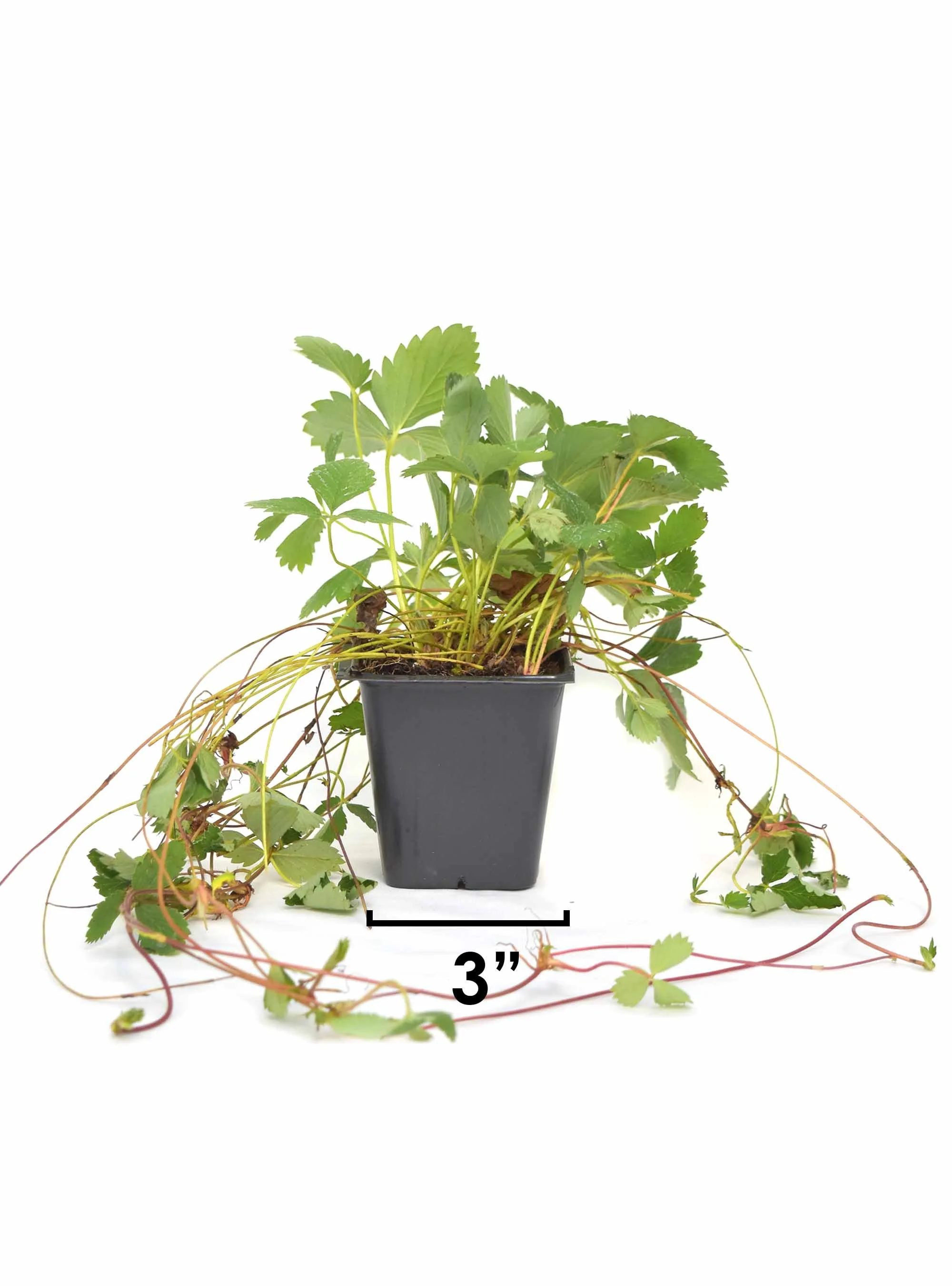 Wild Strawberry (Fragaria virginiana) 3-pack of pots — Blazing